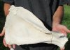 Real Cow Shoulder Blade bone (Bos taurus) for sale with natural imperfections, 16 x 10 inches - You will receive the bone pictured for $10