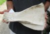 Real Cow Shoulder Blade bone (Bos taurus) for sale with natural imperfections, 14 x 9 inches - You will receive the bone pictured for $10