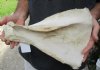 Real Cow Shoulder Blade bone (Bos taurus) for sale with natural imperfections, 14 x 10 inches - You will receive the bone pictured for $10