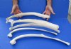 5 piece lot of Real Cow Rib bones (Bos taurus) for sale with natural imperfections, 21 to 25 inches long - You will receive the rib bones pictured for $35/lot