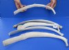 5 piece lot of Real Cow Rib bones (Bos taurus) for sale with natural imperfections, 21 to 24 inches long - You will receive the rib bones pictured for $35/lot