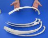 5 piece lot of Real Cow Rib bones (Bos taurus) for sale with natural imperfections, 21 to 25 inches long - You will receive the rib bones pictured for $35/lot