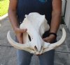 14 inch long XL African Warthog Skull for sale with 10 inch Ivory tusks - You are buying this one for $190.00