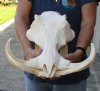15 inch long XL African Warthog Skull for sale with 10-1/2 and 11 inch Ivory tusks - You are buying this one for $190.00
