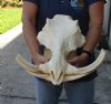 15 inch long XL African Warthog Skull for sale with 9 and 11 inch Ivory tusks - You are buying this one for $180.00
