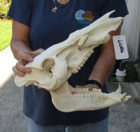 15 inch African Bush Pig Skull, Potamochoerus larvatus - you are buying the one pictured for $125.00 (missing some teeth)