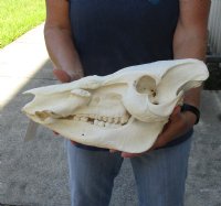 15 inch African Bush Pig Skull, Potamochoerus larvatus - you are buying the one pictured for $125.00 (missing some teeth)