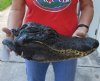 17-1/2 inch Preserved Alligator head with mouth and eyes closed (You are buying the  alligator head pictured) for $85