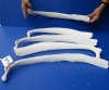 5 piece lot of Real Cow Rib bones (Bos taurus) for sale with natural imperfections, 19 to 21 inches long - You will receive the rib bones pictured for $30/lot