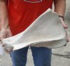 Real Cow Shoulder Blade bone (Bos taurus) for sale with natural imperfections, 14 x 9 inches - You will receive the bone pictured for $12