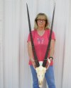Gemsbok Skull with 36 inch horns - Review all photos. You are buying the one shown for $160 (Missing a couple teeth)