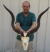 #2 Grade Kudu Skull for Sale with 35 inch Horns - You are buying this one for $175 (Broken nose, horns do not fit all the way on, missing some teeth)