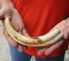 10 inch Warthog Tusk, Warthog Ivory from African Warthog .50 lb and approximately 50% solid (You are buying the tusk in the photo) for $50 