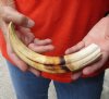10 inch Warthog Tusk, Warthog Ivory from African Warthog .50 lb and approximately 50% solid (You are buying the tusk in the photo) for $50 