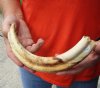 11 inch Warthog Tusk, Warthog Ivory from African Warthog .50 lb and approximately 50% solid (You are buying the tusk in the photo) for $60 