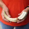 10-1/2 inch Warthog Tusk, Warthog Ivory from African Warthog .55 lb and approximately 50% solid (You are buying the tusk in the photo) for $50 