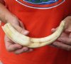10-1/2 inch Warthog Tusk, Warthog Ivory from African Warthog .45 lb and approximately 50% solid (You are buying the tusk in the photo) for $50