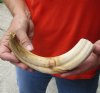 10-1/2 inch Warthog Tusk, Warthog Ivory from African Warthog .50 lb and approximately 75% solid (You are buying the tusk in the photo) for $50 