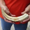 10 inch Warthog Tusk, Warthog Ivory from African Warthog .55 lb and approximately 50% solid (You are buying the tusk in the photo) for $50 
