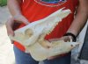 10-1/2 inch wild boar skull, commercial grade - You are buying the skull pictured for $40 