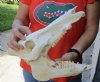 13 inch wild boar skull, commercial grade - You are buying the skull pictured for $40 (Broken tusk)