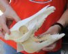 8-1/2 inch wild boar skull, commercial grade - You are buying the skull pictured for $35 