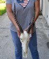 Female Blesbok Skull with 13 inch Horns and skull measuring approximately 11 inches - You are buying the skull and horns shown for $70 (horn doesn't fit all the way, missing some teeth)