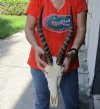 #2 Grade male Blesbok Skull with 15 inch Horns and skull measuring approximately 12 inches - You are buying the skull and horns shown for $70 (Damage to skull)