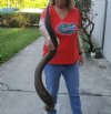 Kudu horn for sale measuring 47 inch, for making a shofar.  You are buying the horn in the photos for $125
