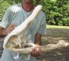 21 inch Discounted/Damaged Florida Alligator Skull from an estimated 11 foot gator - You are buying the gator skull shown for $50 (no teeth, discoloration, excess glue, bottom jaw is in 2 pieces (needs to be glued together)