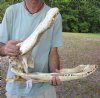 21 inch Discounted/Damaged Florida Alligator Skull from an estimated 11 foot gator - You are buying the gator skull shown for $50.00