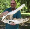 22 inch Discounted/Damaged Florida Alligator Skull from an estimated 11 foot gator - You are buying the gator skull shown for $50