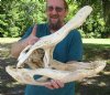 22 inch Discounted/Damaged Florida Alligator Skull from an estimated 11 foot gator - You are buying the gator skull shown for $50