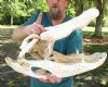 22 inch Discounted/Damaged Florida Alligator Skull from an estimated 12 foot gator - You are buying the gator skull shown for $50
