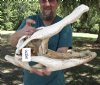 21 inch Discounted/Damaged Florida Alligator Skull from an estimated 11 foot gator - You are buying the gator skull shown for $50