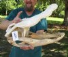 22 inch Discounted/Damaged Florida Alligator Skull from an estimated 11 foot gator - You are buying the gator skull shown for $75.00