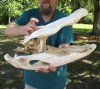 21 inch Discounted/Damaged Florida Alligator Skull from an estimated 11 foot gator - You are buying the gator skull shown for $60.00