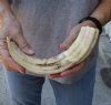 11-1/2 inch Warthog Tusk, Warthog Ivory from African Warthog .60 lb and approximately 40% solid (You are buying the tusk in the photo) for $65.00 