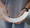 #2 Grade 10-1/2 inch Warthog Tusk, Warthog Ivory from African Warthog .50 lb and approximately 50% solid  (You are buying the discounted/damaged tusk in the photo) for $25 