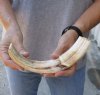 11-1/4 inch Warthog Tusk, Warthog Ivory from African Warthog .60 lb and approximately 50% solid (You are buying the tusk in the photo) for $60.00