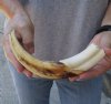 10-3/4 inch Warthog Tusk, Warthog Ivory from African Warthog .50 lb and approximately 40% solid (You are buying the tusk in the photo) for $49.00 