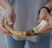10-3/4 inch Warthog Tusk, Warthog Ivory from African Warthog .45 lb and approximately 40% solid (You are buying the tusk in the photo) for $49.00 