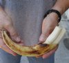 11 inch Warthog Tusk, Warthog Ivory from African Warthog .50 lb and approximately 40% solid (You are buying the tusk in the photo) for $60.00 