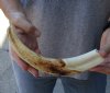 11 inch Warthog Tusk, Warthog Ivory from African Warthog .55 lb and approximately 40% solid (You are buying the tusk in the photo) for $60.00 