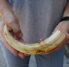 10-1/2 inch Warthog Tusk, Warthog Ivory from African Warthog .50 lb and approximately 40% solid (You are buying the tusk in the photo) for $49.00 
