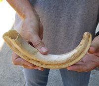 11-1/2 inch Warthog Tusk, Warthog Ivory from African Warthog .60 lb and approximately 40% solid (You are buying the tusk in the photo) for $60.00 (crack at base)