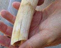 11-1/2 inch Warthog Tusk, Warthog Ivory from African Warthog .60 lb and approximately 40% solid (You are buying the tusk in the photo) for $60.00 (crack at base)