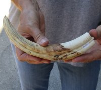 10-1/2 inch Warthog Tusk, Warthog Ivory from African Warthog .55 lb and approximately 60% solid (You are buying the tusk in the photo) for $55.00 