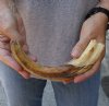 10-3/4 inch Warthog Tusk, Warthog Ivory from African Warthog .50 lb and approximately 60% solid (You are buying the tusk in the photo) for $49.00 