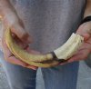 11 inch Warthog Tusk, Warthog Ivory from African Warthog .45 lb and approximately 60% solid (You are buying the tusk in the photo) for $65.00 